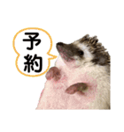 ハリネズミうぶぅ 今しか使えないスタンプ（個別スタンプ：6）