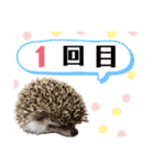 ハリネズミうぶぅ 今しか使えないスタンプ（個別スタンプ：7）