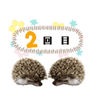 ハリネズミうぶぅ 今しか使えないスタンプ（個別スタンプ：8）