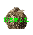 ハリネズミうぶぅ 今しか使えないスタンプ（個別スタンプ：9）