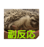 ハリネズミうぶぅ 今しか使えないスタンプ（個別スタンプ：10）