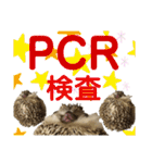 ハリネズミうぶぅ 今しか使えないスタンプ（個別スタンプ：21）