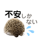 ハリネズミうぶぅ 今しか使えないスタンプ（個別スタンプ：34）