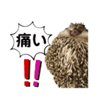 ハリネズミうぶぅ 今しか使えないスタンプ（個別スタンプ：36）