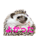 ハリネズミうぶぅ 今しか使えないスタンプ（個別スタンプ：39）