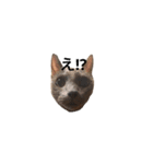 hase_zoo3（個別スタンプ：1）