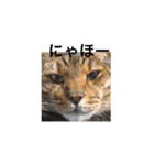 hase_zoo3（個別スタンプ：14）