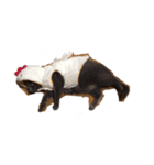 hase__zoo1（個別スタンプ：3）