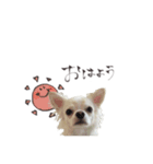 むぎくんのスタンプ（チワワ）（個別スタンプ：1）