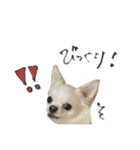 むぎくんのスタンプ（チワワ）（個別スタンプ：3）