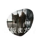 家犬の神まる（個別スタンプ：7）