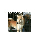 家犬の神まると仲間達（個別スタンプ：2）