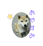 家犬の神まると仲間達（個別スタンプ：6）