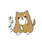 かわいい柴犬♥️「毎日使える！」（個別スタンプ：1）