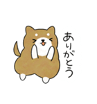 かわいい柴犬♥️「毎日使える！」（個別スタンプ：5）