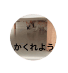 Bruna＆Brothers（個別スタンプ：11）