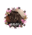 Bruna＆Brothers（個別スタンプ：19）