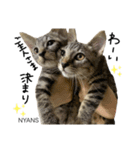 動物愛護団体NYANS〜HAPLL①（個別スタンプ：1）
