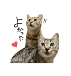 動物愛護団体NYANS〜HAPLL①（個別スタンプ：2）