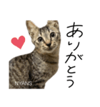 動物愛護団体NYANS〜HAPLL①（個別スタンプ：3）