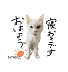 動物愛護団体NYANS〜HAPLL①（個別スタンプ：5）