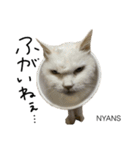 動物愛護団体NYANS〜HAPLL①（個別スタンプ：6）