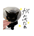 動物愛護団体NYANS〜HAPLL①（個別スタンプ：7）