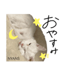 動物愛護団体NYANS〜HAPLL①（個別スタンプ：8）