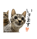 動物愛護団体NYANS〜HAPLL①（個別スタンプ：10）