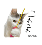動物愛護団体NYANS〜HAPLL①（個別スタンプ：11）