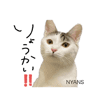 動物愛護団体NYANS〜HAPLL①（個別スタンプ：13）