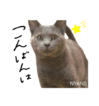動物愛護団体NYANS〜HAPLL①（個別スタンプ：14）
