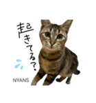 動物愛護団体NYANS〜HAPLL①（個別スタンプ：15）