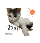 動物愛護団体NYANS〜HAPLL①（個別スタンプ：16）