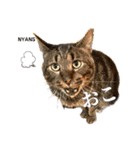 NPO法人動物愛護団体NYANS（個別スタンプ：2）