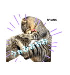 NPO法人動物愛護団体NYANS（個別スタンプ：3）