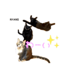 NPO法人動物愛護団体NYANS（個別スタンプ：4）