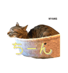 NPO法人動物愛護団体NYANS（個別スタンプ：6）