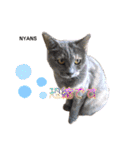 NPO法人動物愛護団体NYANS（個別スタンプ：10）