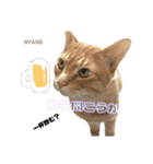NPO法人動物愛護団体NYANS（個別スタンプ：11）