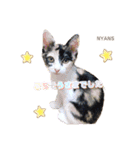 NPO法人動物愛護団体NYANS（個別スタンプ：12）