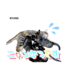 NPO法人動物愛護団体NYANS（個別スタンプ：15）