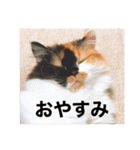 パルムちゃんと一緒（個別スタンプ：1）