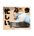 パルムちゃんと一緒（個別スタンプ：2）