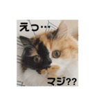 パルムちゃんと一緒（個別スタンプ：3）