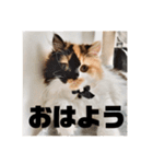 パルムちゃんと一緒（個別スタンプ：4）