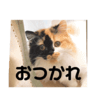 パルムちゃんと一緒（個別スタンプ：5）