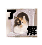 パルムちゃんと一緒（個別スタンプ：6）