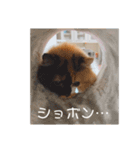 パルムちゃんと一緒（個別スタンプ：8）