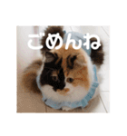 パルムちゃんと一緒（個別スタンプ：11）
